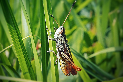 Gomphocerippus rufus Rufous Grasshopper Insect. Digitally Enhanced Photograph.