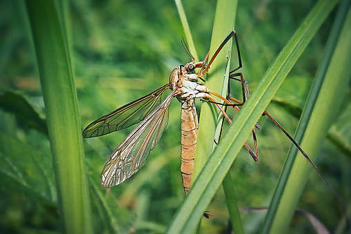 Tipula paludosa European Crane Fly Insect. Digitally Enhanced Photograph.