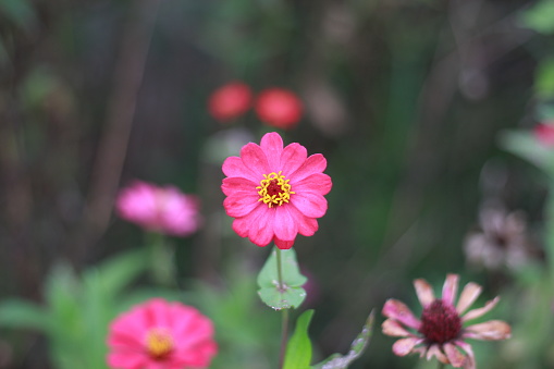 Zenia flowers that bloom with pink flowers in the middle like a yellow crown with green leaves and stems. pink flower