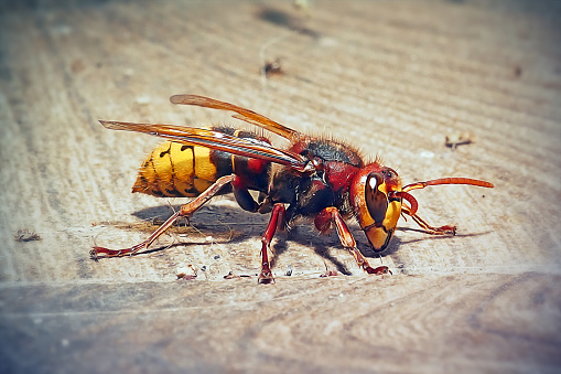 Predator's meal in secluded nook - big wasp eating caterpillar delicatessen.