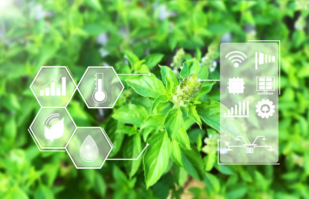 istock Smart agriculture concept, Hairy Basil garden or vegetable garden uses high-precision intelligent technology to help in the work. and technology in agricultural administration with infographics. 1690663792
