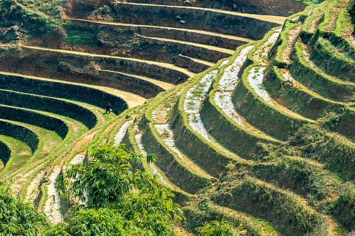 Curved rice terraces in the sun. Photo was made in Northern Vietnam