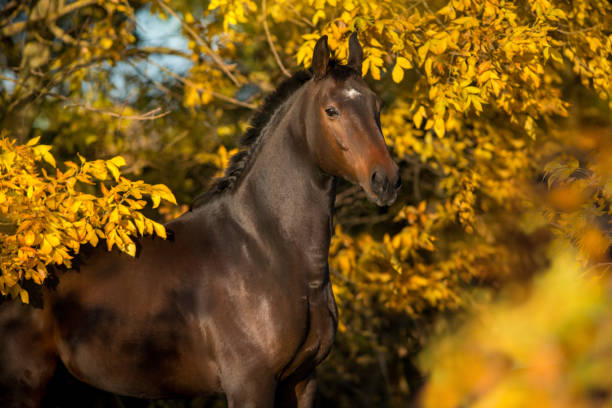 istock Beautiful horse in fall park 1690672407