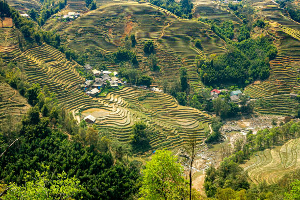 Farm complex amidst terraced rice fields in Northern Vietnam, near Sapa.