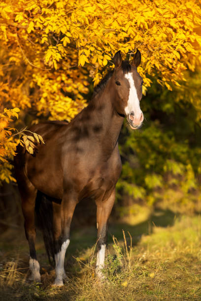 istock Beautiful horse in fall park 1690672419