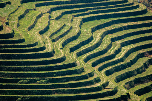 Curved rice terraces in the sun. Photo was made in Northern Vietnam