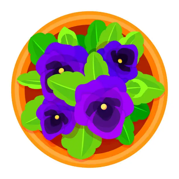 Vector illustration of Violet flower with green leaves in pot top view blossom floral domestic plant vector flat