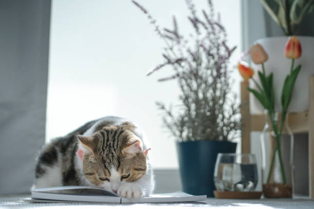 istock brown tabby scottish cat play in living room 1690687543