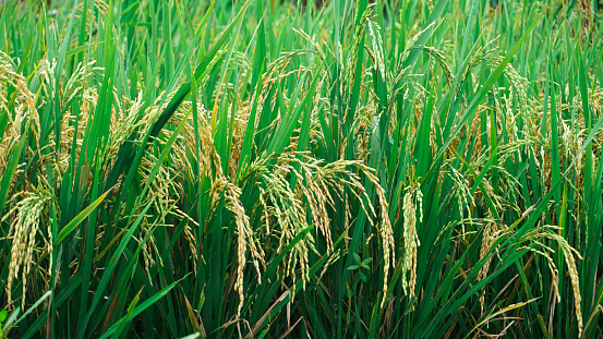 無人機俯瞰接近成熟的綠色稻田