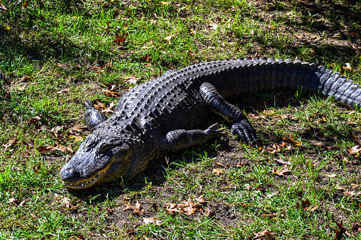 An Alligator, photographed in the Everglades National Park.