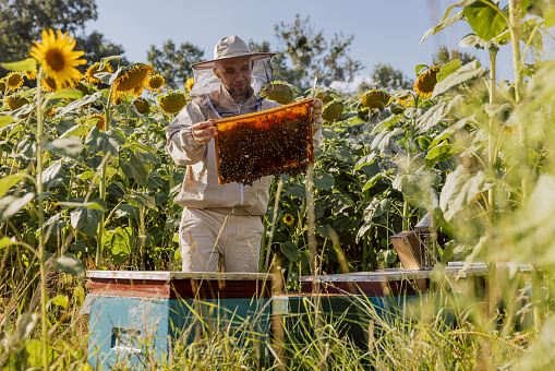 Portrait of delighted farmer in bee suit holding full frame with bees and honeycomb standing in field with sunflowers working collecting honey process. Apriculture sericulture process.