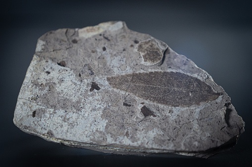 Texture of sea stone with shells