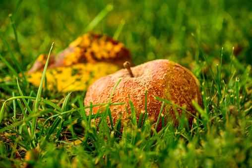 rotten apple in a meadow in autumn in Germany