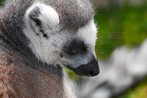 Ring-tailed lemur (Lemur catta) sitting in the sun warming its body with its front legs spreaded. The ring-tailed lemur sunbathes, sitting upright facing its underside, with  thinner white fur towards the sun.