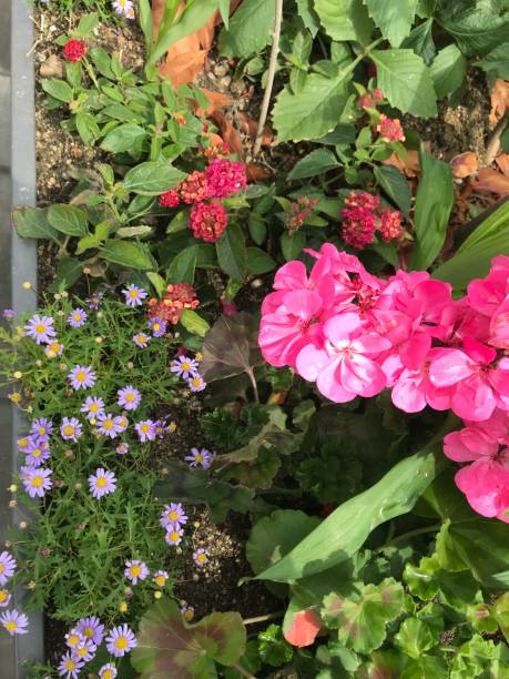istock A park made of flowers 1690785905