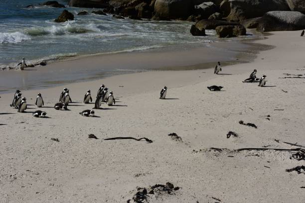 istock Scenic view of a group of penguins on a sandy beach 1690790496