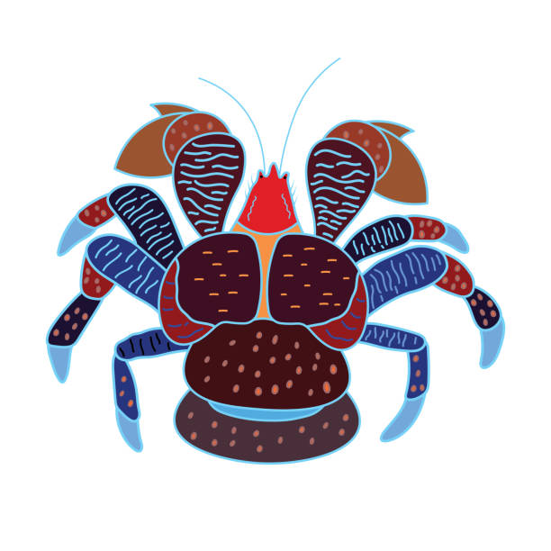 Cartoon Vector illustration coconut crab icon Isolated on White Background Cartoon Vector illustration coconut crab icon Isolated on White Background coconut crab stock illustrations