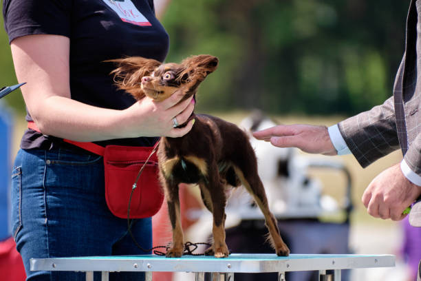 istock Russian long-haired toy terrier at a dog show on a grooming table 1690799280