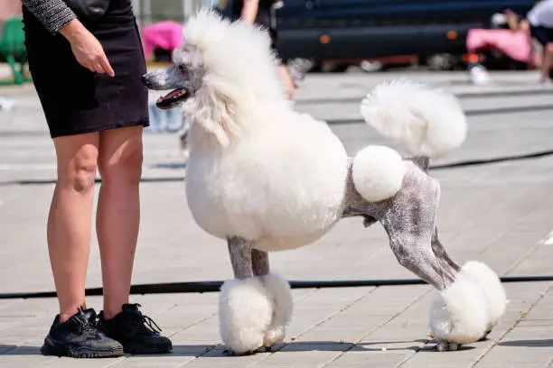 Photo of Trainer, handler dog puts a large royal white poodle in a rack for display at the dog show
