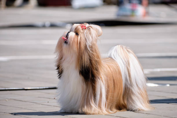 istock The Shih tzu dog looks up while standing 1690799305