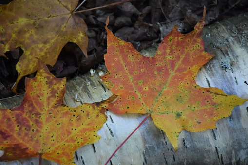 Des feuilles d'érables à l'automne, Sainte-Apolline, Québec, Canada