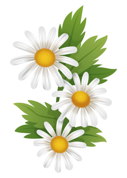istock Chamomile flower. Botanical illustration of daisy. Design element for herbal tea, natural cosmetics, health care products or aromatherapy. White flower with green leaves 1690804335