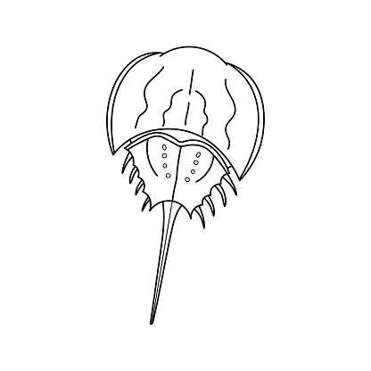 Hand drawn Cartoon Vector illustration horseshoe crab icon Isolated on White Background