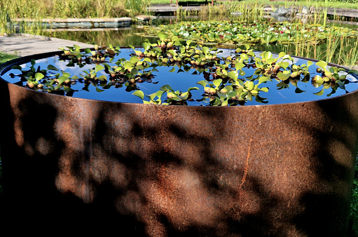 brown flower pots in the garden, park filled with water. the surface of the flowerpot is intentionally rusty in design. inside ornamental aquatic plants. around is large leaf, aquatic plants, corten,