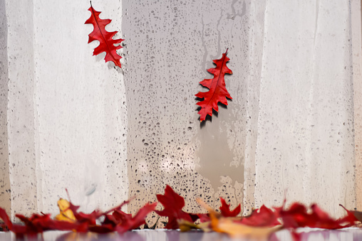 falling autumn dry red oak leaves against the background of a wet window with curtains, view from the street. Autumn concept of weather change