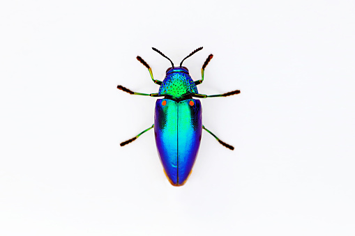 Jewel beetle (Sternocera aequisignata, Metallic wood-boring beetle, Buprestid, Buprestidae) top view isolated on white background.