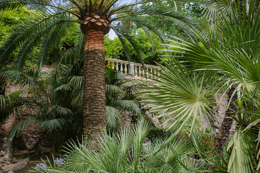 Mallorca, Spain - 23 July, 2023: Tropical plants and flowers in the Jardines de Alfabia botanical gardens, Mallorca