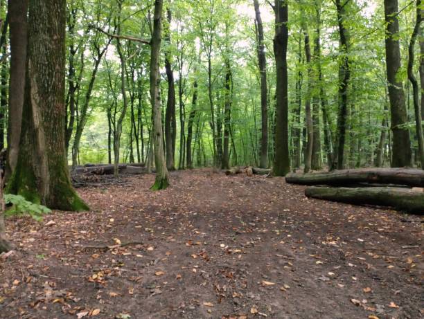istock A forest road broken in the swamp, on both sides of which lie cut tree trunks. Logging and transportation of timber. Wood for industrial use. The sound of forests. 1690844130