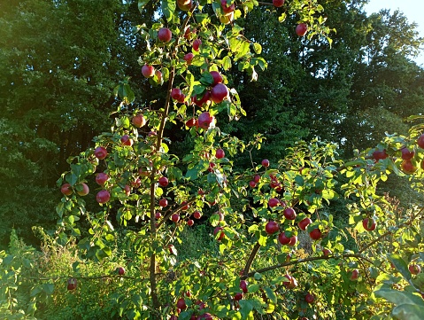 There are many red apples on a young apple tree. The young tree abundantly bore many apples. A fruitful apple tree under bright sunlight.