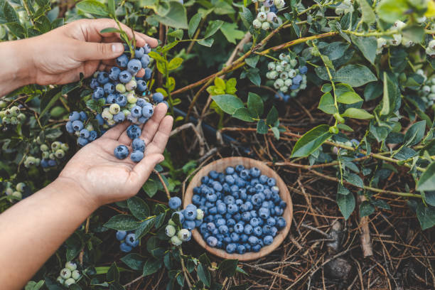 istock Blueberry picking, hands and juicy berry top view 1690852054
