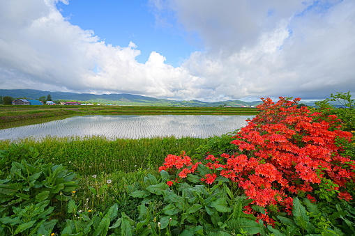 Beautiful spring red flowers on a green field. Horizontal shot. Exclusive only at Istockphoto.