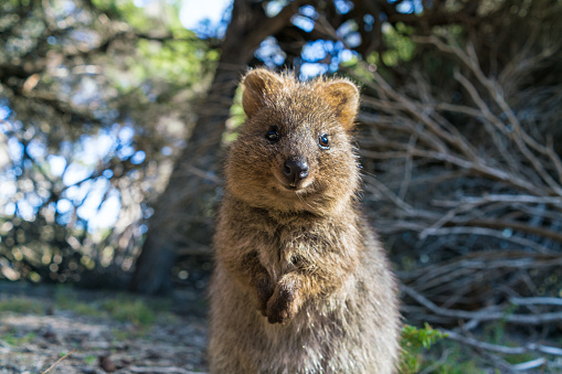 Quokkas in south-west Australia are called \