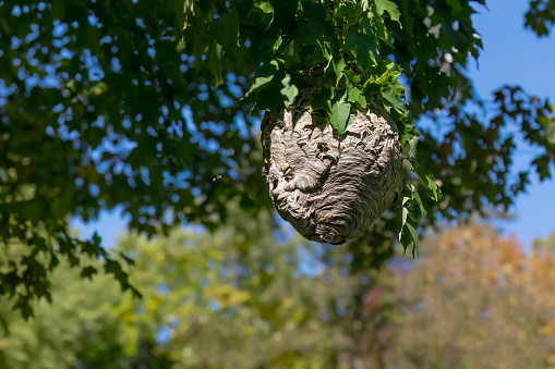 Bald-faced hornet ( Dolichovespula maculata ) Nest on a tree in the park.
