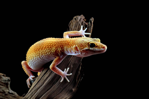 istock Fat-tailed geckos on wood 1690865551