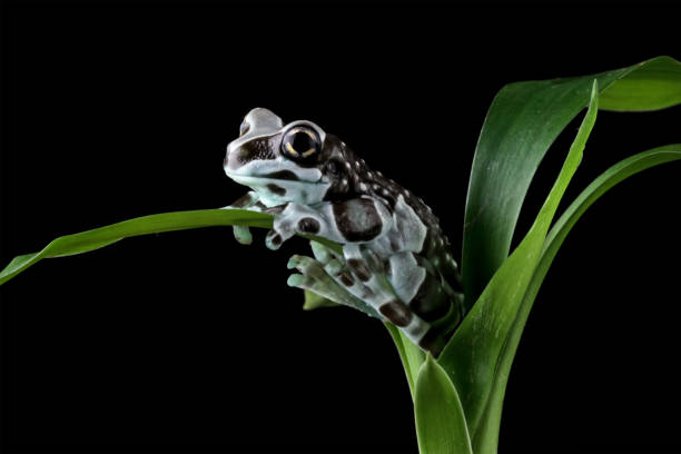 istock The Amazon milk frog on a leaves, (Trachycephalus resinifictrix) 1690865552