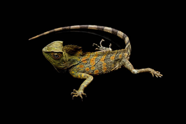 istock Forest dragon reptile on a branch 1690866100