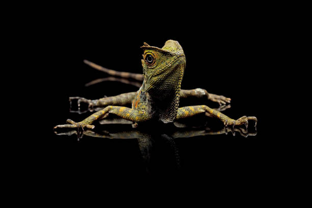 istock Forest dragon reptile on a branch 1690866637