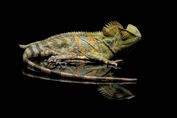 istock Forest dragon reptile on a branch 1690866649