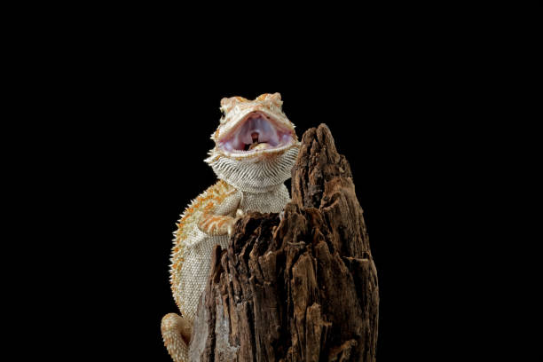 istock bearded dragon on wood 1690868861