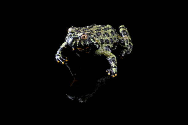 istock Oriental Fire Bellied Toad, bombina orientalis 1690869416