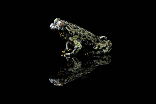istock Oriental Fire Bellied Toad, bombina orientalis 1690869440