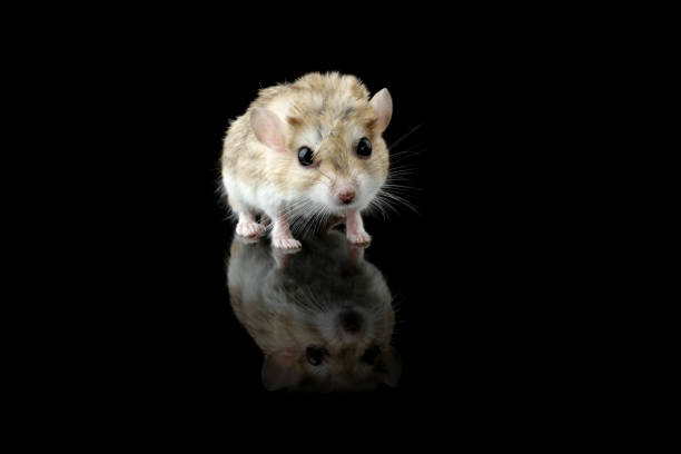 黒い背景にスナネズミの太った尾 - mouse gerbil standing hamster ストックフォトと画像