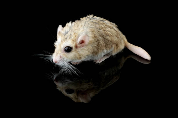 黒い背景にスナネズミの太った尾 - mouse gerbil standing hamster ストックフォトと画像
