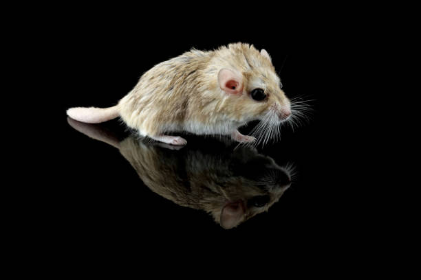黒い背景にスナネズミの太った尾 - mouse gerbil standing hamster ストックフォトと画像