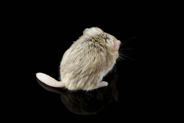 黒い背景にスナネズミの太った尾 - mouse gerbil standing hamster ストックフォトと画像