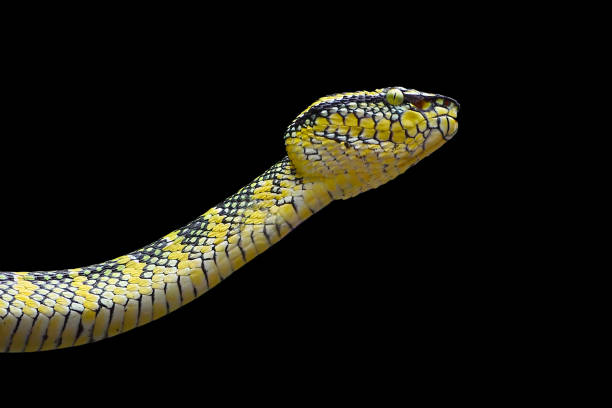 serpiente venenosa alta - waglers temple viper fotografías e imágenes de stock